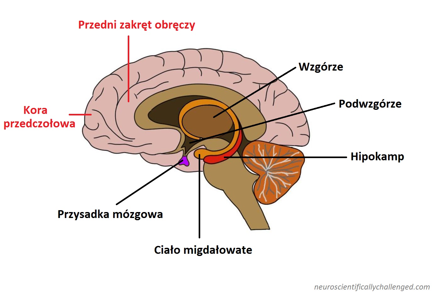 pituitary-gland